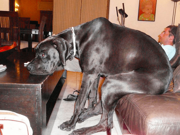 15 гигантских собак, которые не имеют представления, насколько они огромны