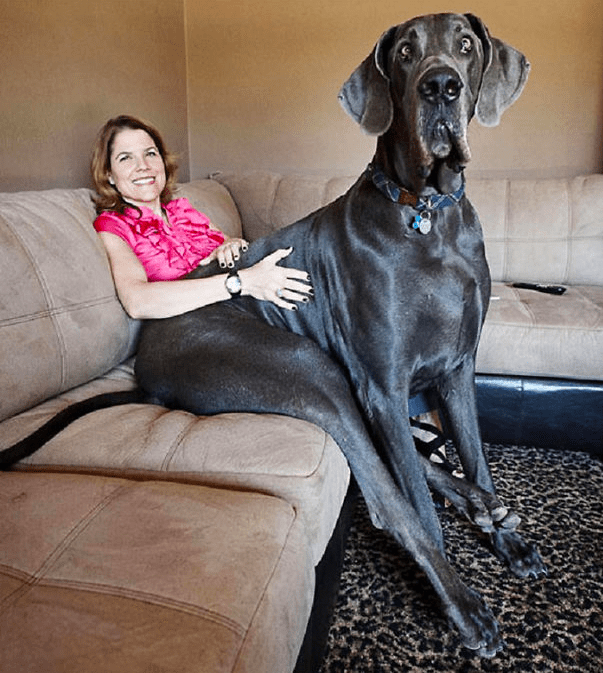 15 гигантских собак, которые не имеют представления, насколько они огромны