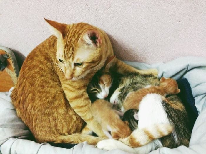 Кот поддержал кошку во время родов и покорил этим тысячи сердец (10 фото)