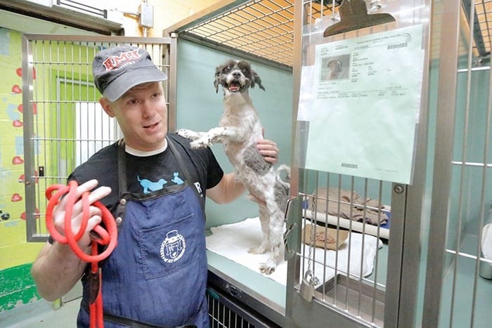 Волонтер делает стрижки старым собакам из приюта, чтобы помочь им найти дом