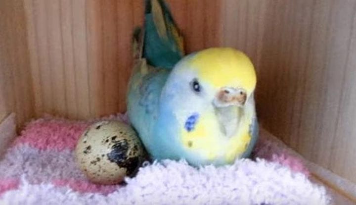 Девушка из любопытства подложила магазинное перепелиное яйцо своей попугаихе