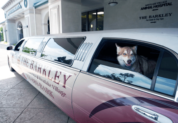 Роскошный отель “Barkley” для животных (16 ФОТО)