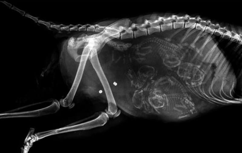 19 рентгеновских снимков беременных животных