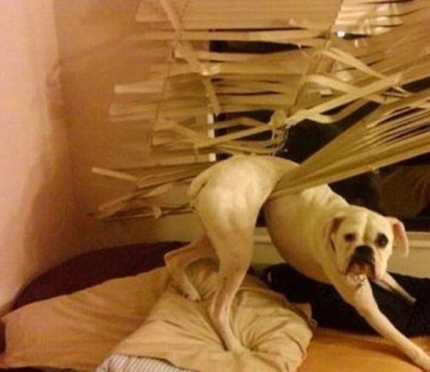 33 фото нелепых моментов из жизни собак