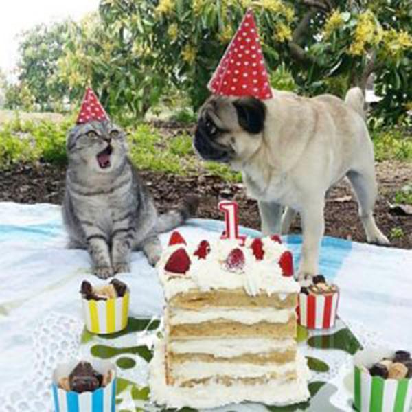 Забавные реакции животных на праздничное угощение в честь их Дня рождения
