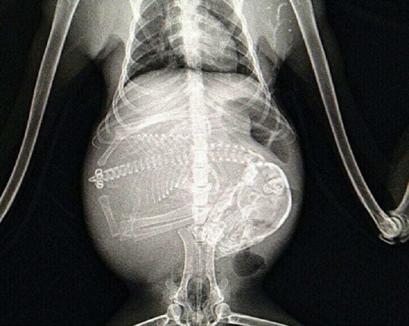 19 рентгеновских снимков беременных животных