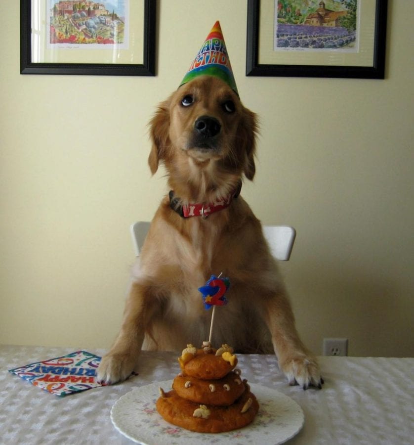 Забавные реакции животных на праздничное угощение в честь их Дня рождения