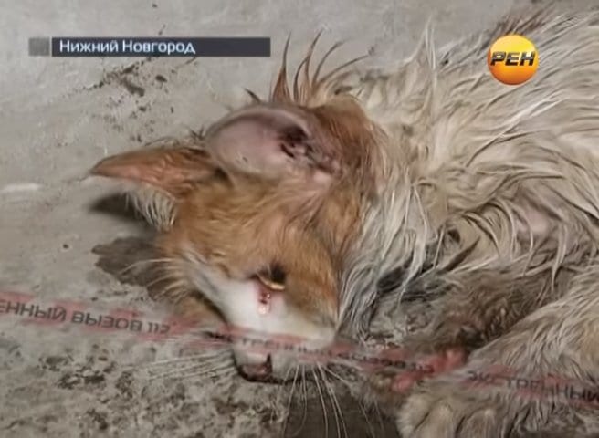Удивительная реакция кота, спасенного людьми из смертельной ловушки (ВИДЕО)