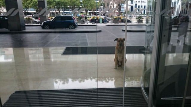 Бродячий пес полгода встречал стюардессу у дверей отеля, и она это оценила
