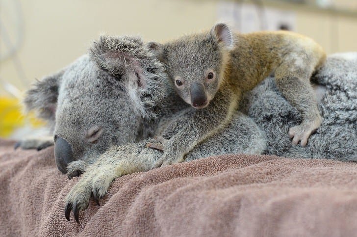 Как детеныш коалы поддерживал маму во время операции (ВИДЕО)
