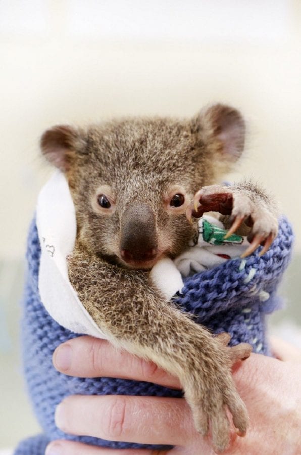 Как детеныш коалы поддерживал маму во время операции (ВИДЕО)