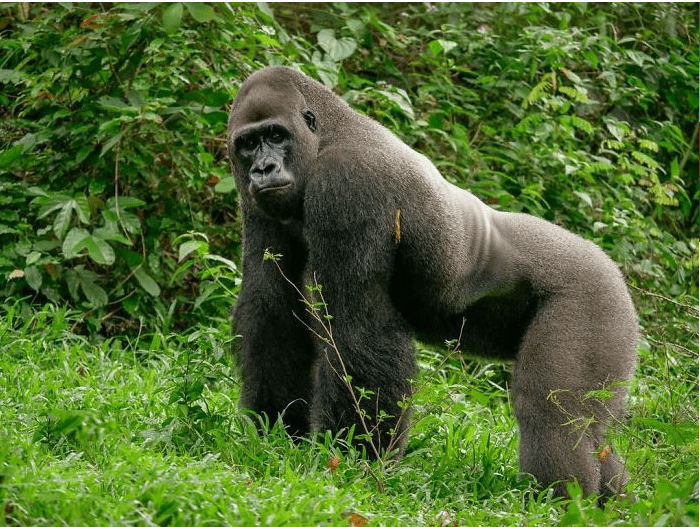 Альфа-самец стаи горилл подружился с крошечным зверьком