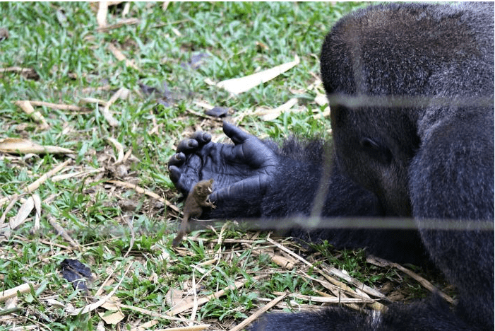 Альфа-самец стаи горилл подружился с крошечным зверьком