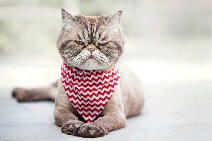 30 самых недобрых котиков Интернета
