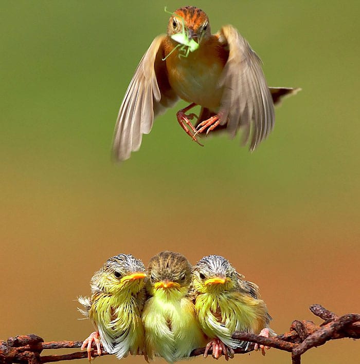 33 волшебных фото мам-птиц с птенцами