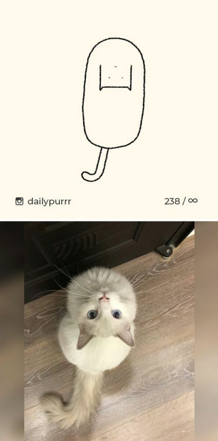 Проект “DailyPurrr” доказал - кот может принять любую форму
