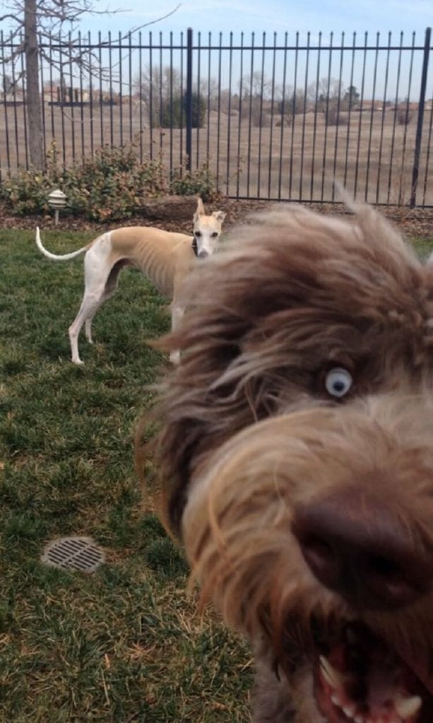 27 забавных и трогательных фотоисторий из жизни собак