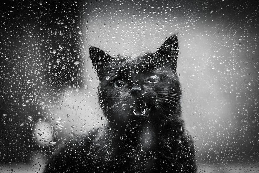 32 бесподобных черно-белых фото кошек