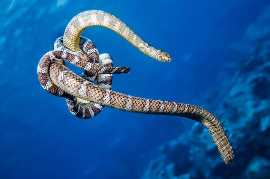 Удивительные обитатели подводного мира на 17 фото Марти Снайдермана