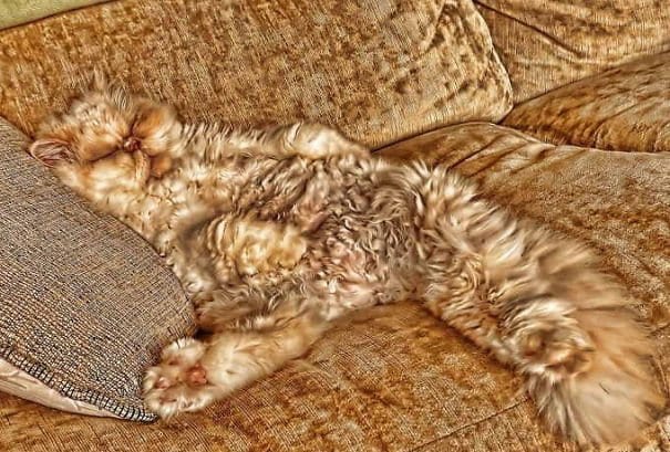 30 котов, в совершенстве овладевших искусством камуфляжа