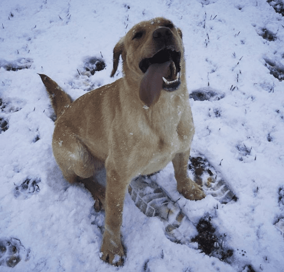 30 фото животных, впервые увидевших снег