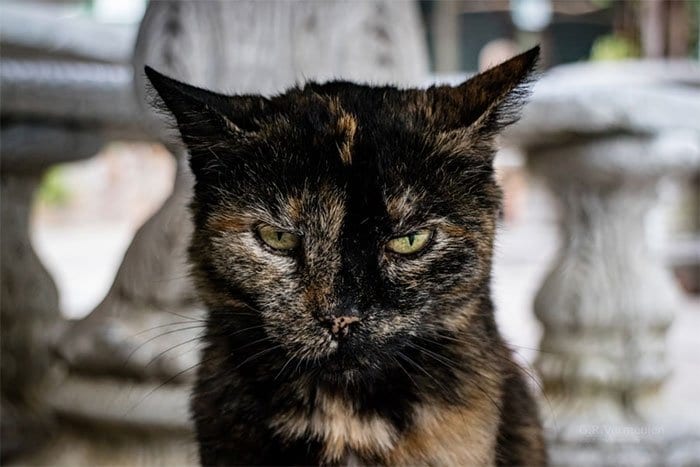 30 самых недобрых котиков Интернета