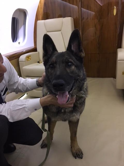 Авиакомпания по ошибке отправила собаку вместо Канзаса в Японию