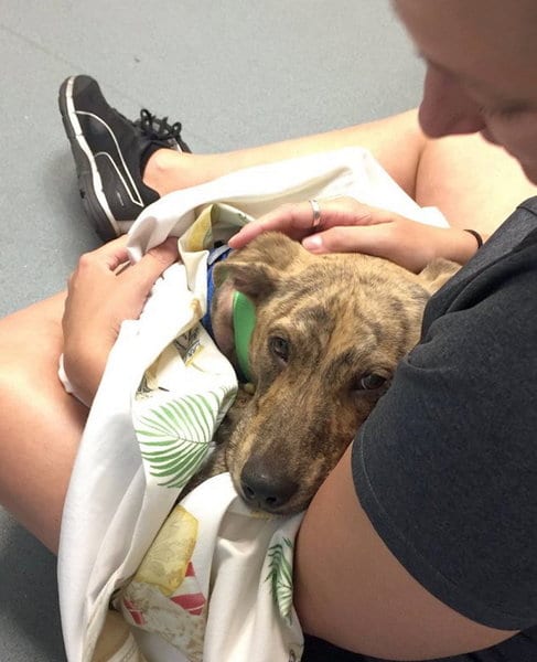 У себя в сарае женщина нашла чужую собаку, которой срочно нужна была помощь