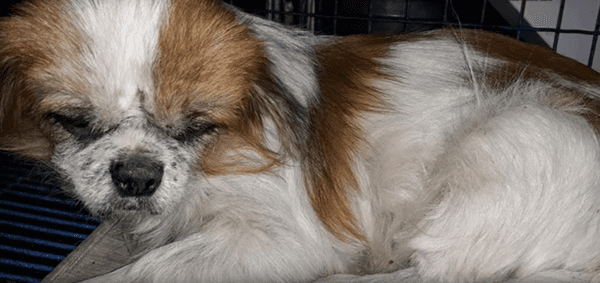 Выбрoшенная на обочину собака три дня ждала помощи