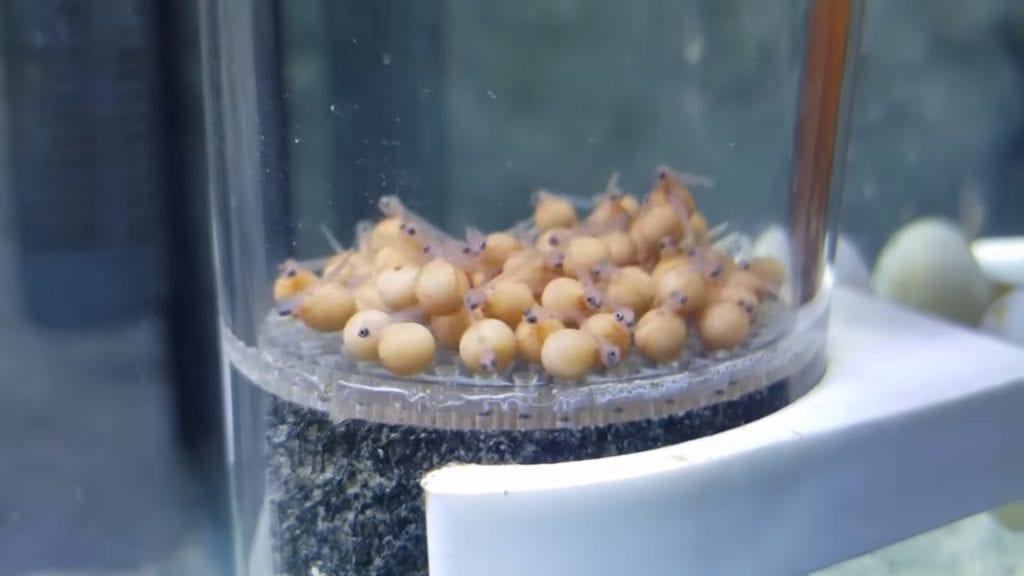 ВИДЕО: Мальки цихлид вылупляются из икринок