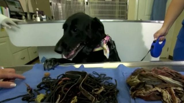 Оперируя собаку, ветеринары обнаружили вместо опухоли 8 трусов