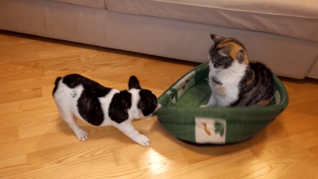 ВИДЕО: Мимимишная битва за кровать между котом и щенком