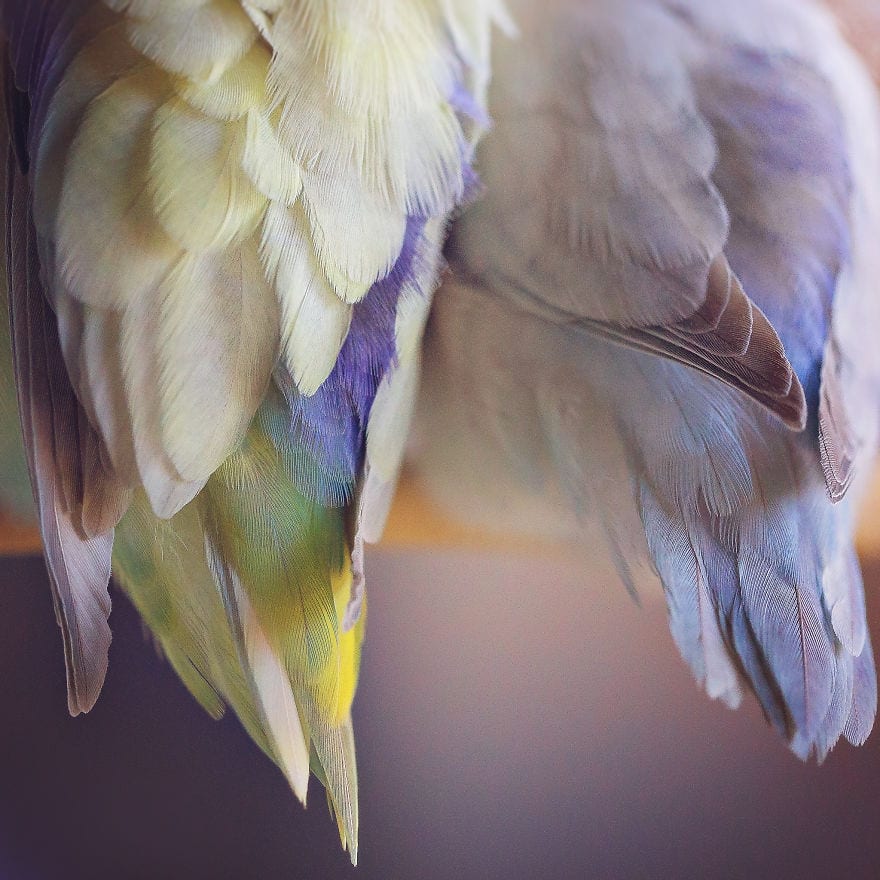 Фантастически красивая фотоистория любви 4-х попугачиков