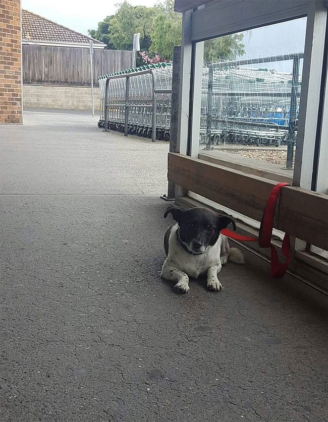 20 фото грустных собак, которых не взяли в магазин