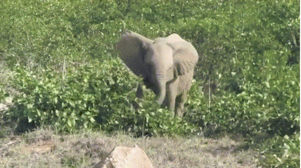 15 гифок со смешными капризными слонятами