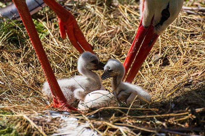 33 волшебных фото мам-птиц с птенцами