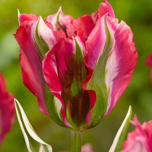 Топ 30 самых красивых тюльпанов