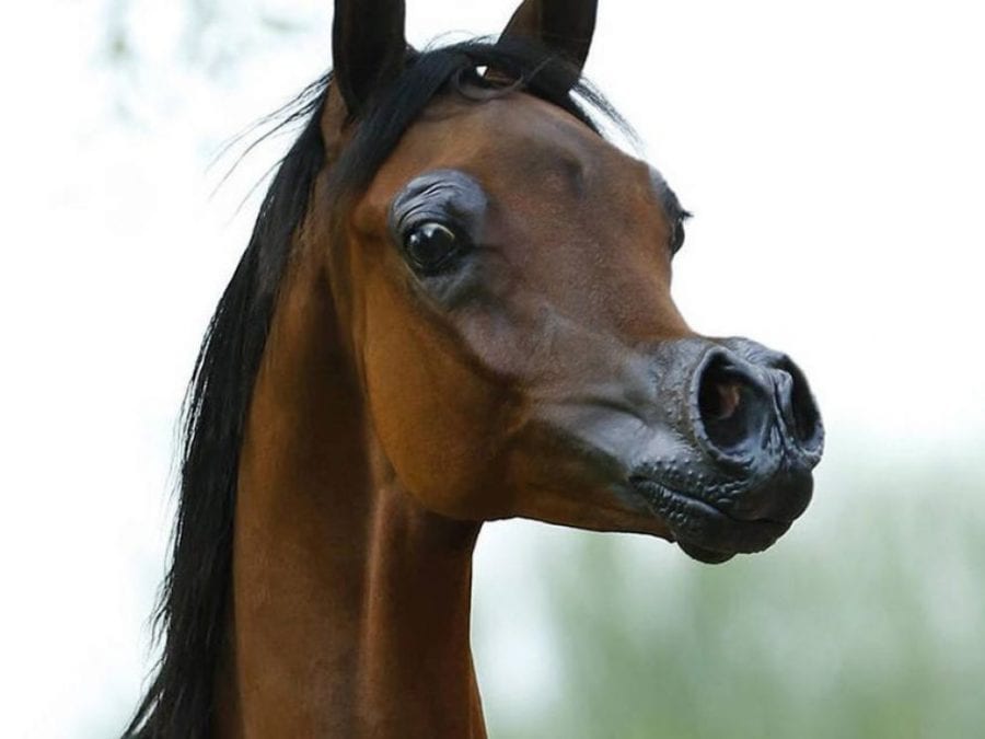 Новая сенсационная порода лошадей с мордой мультяшного героя