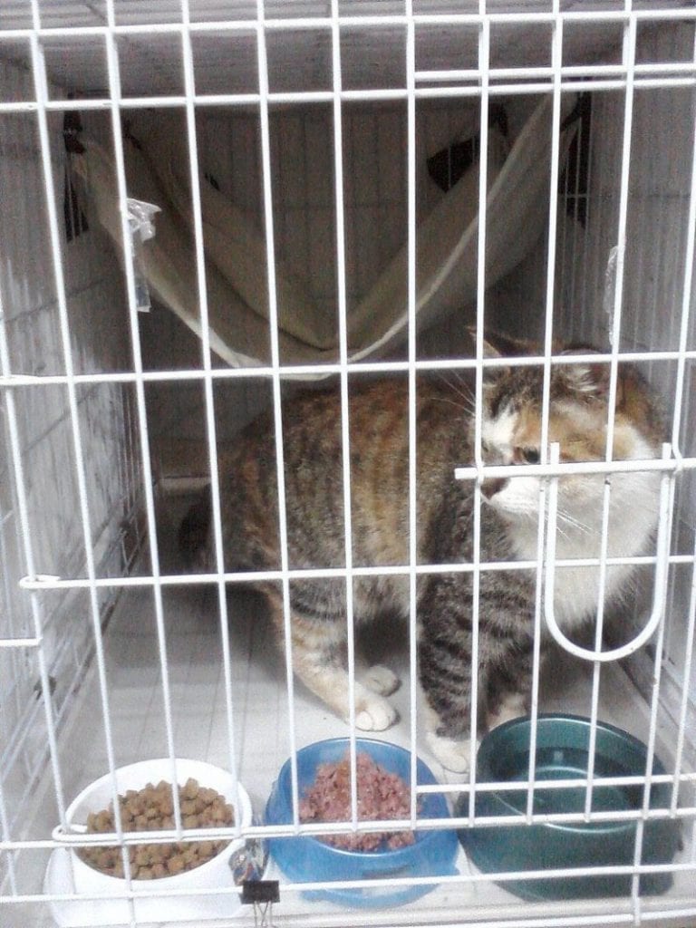 Кошка, ночевавшая на улице в пригороде, теперь живет в квартире в Москве