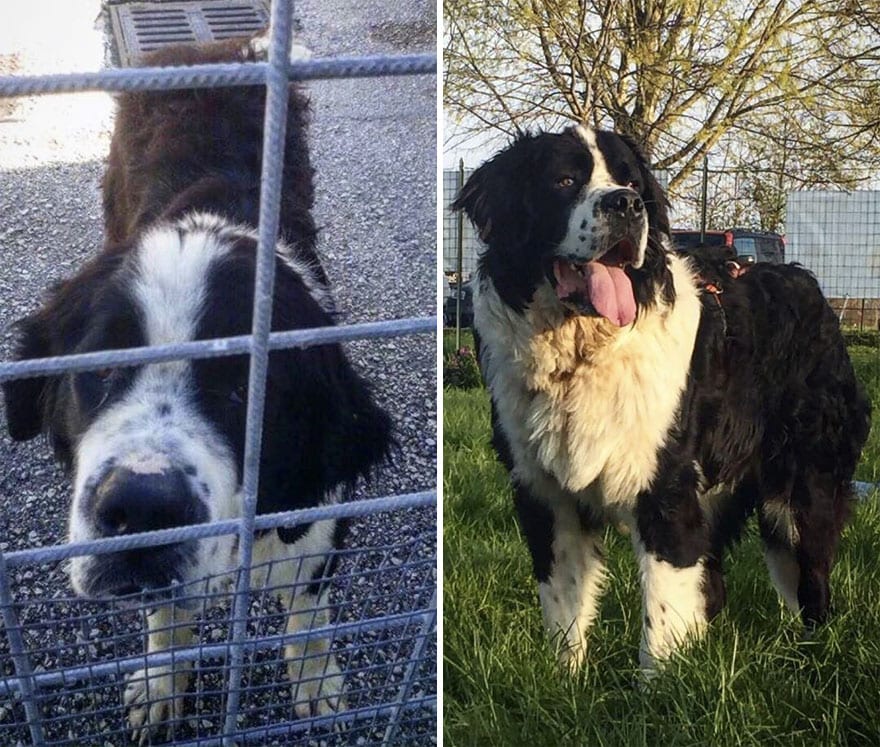 30+ фото собак до и после усыновления