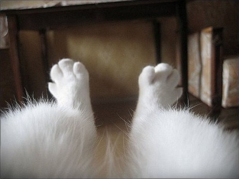 27 забавных фотоисторий про кошек