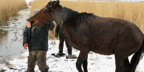 Украденный конь застрял в ледяном болоте, но люди смогли его спасти