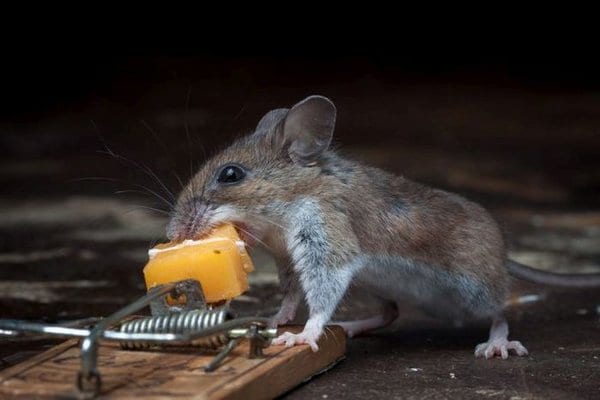 Фоторепортаж "Мышка, сыр и мышеловка"