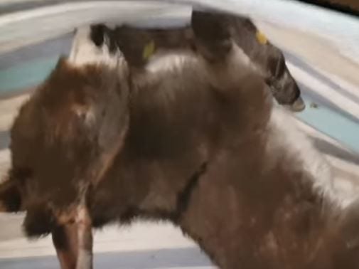 ВИДЕО: Пропавший 2-недельный ослик был найден спящим в необычном месте