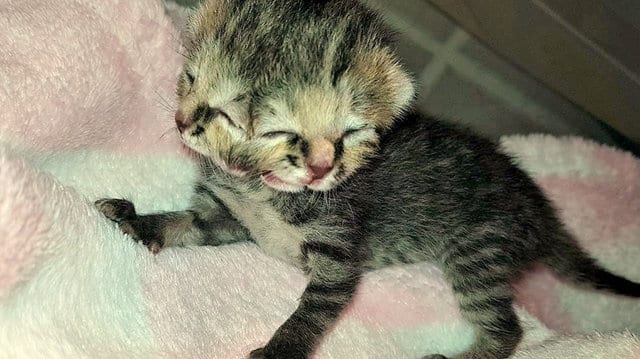 Ветеринар хотел усыпить двуликого котенка, но тот доказал свое право на жизнь