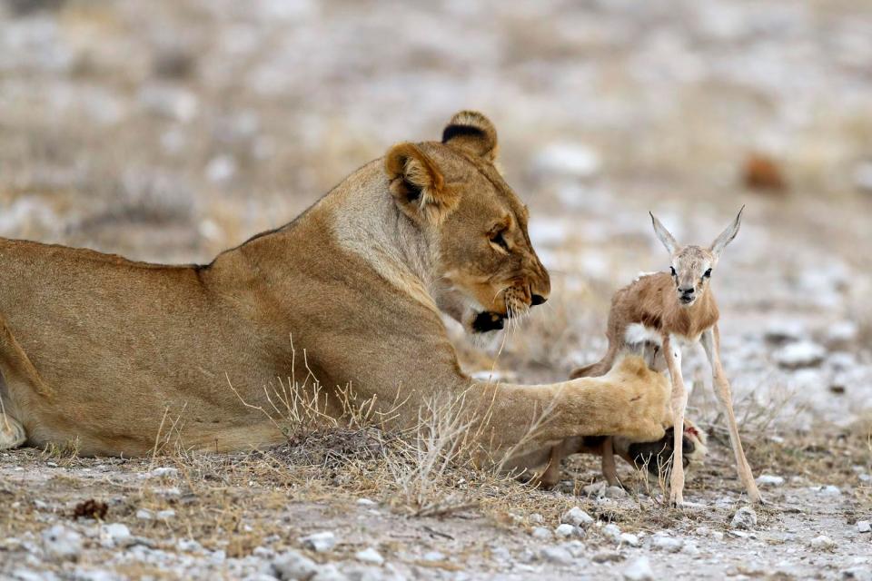 Львица, дети которой были убиты, усыновила детеныша антилопы