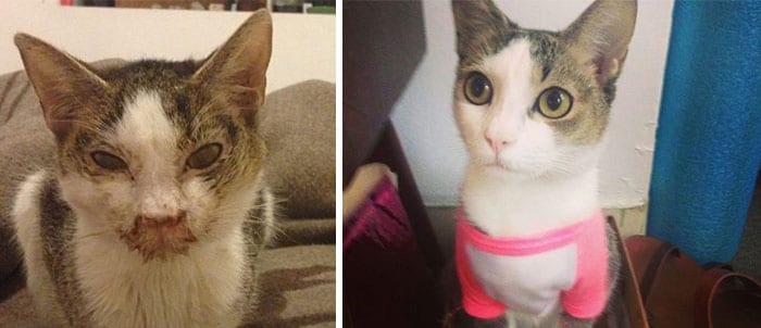 17 фото чудесных превращений спасенных котиков