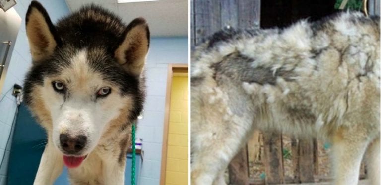 Собака сидела на цепи на улице более 10 лет, и только случайность изменила ее жизнь