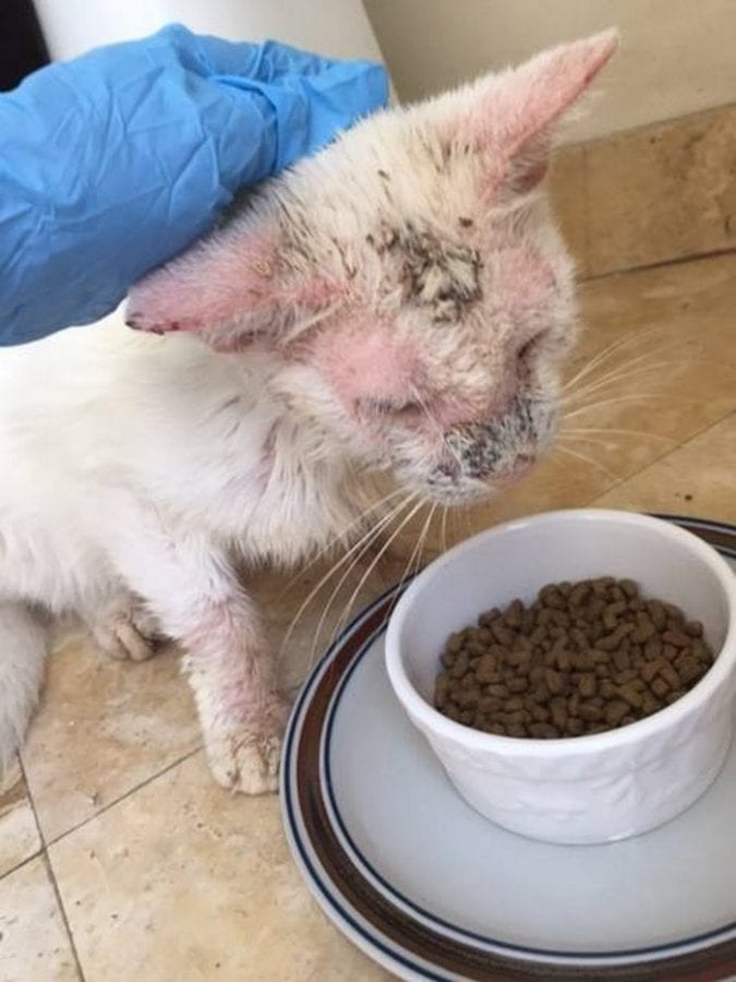После лечения оказалось, что у «слепого» бездомного кота изумительной красоты глазки