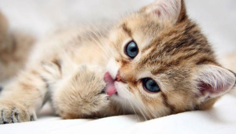 1 смешной и 13 поразительных фактов о котах